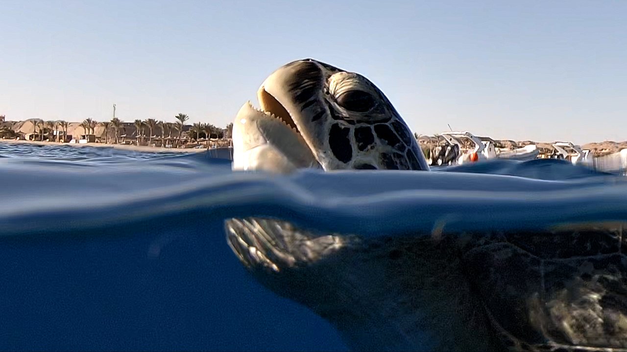 Turtle Gopro GoPro Dome: Kreative Fotos | Über- & Unterwasser