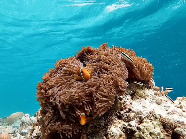 GoPro-Einstellungen-Unterwasser-Standbild