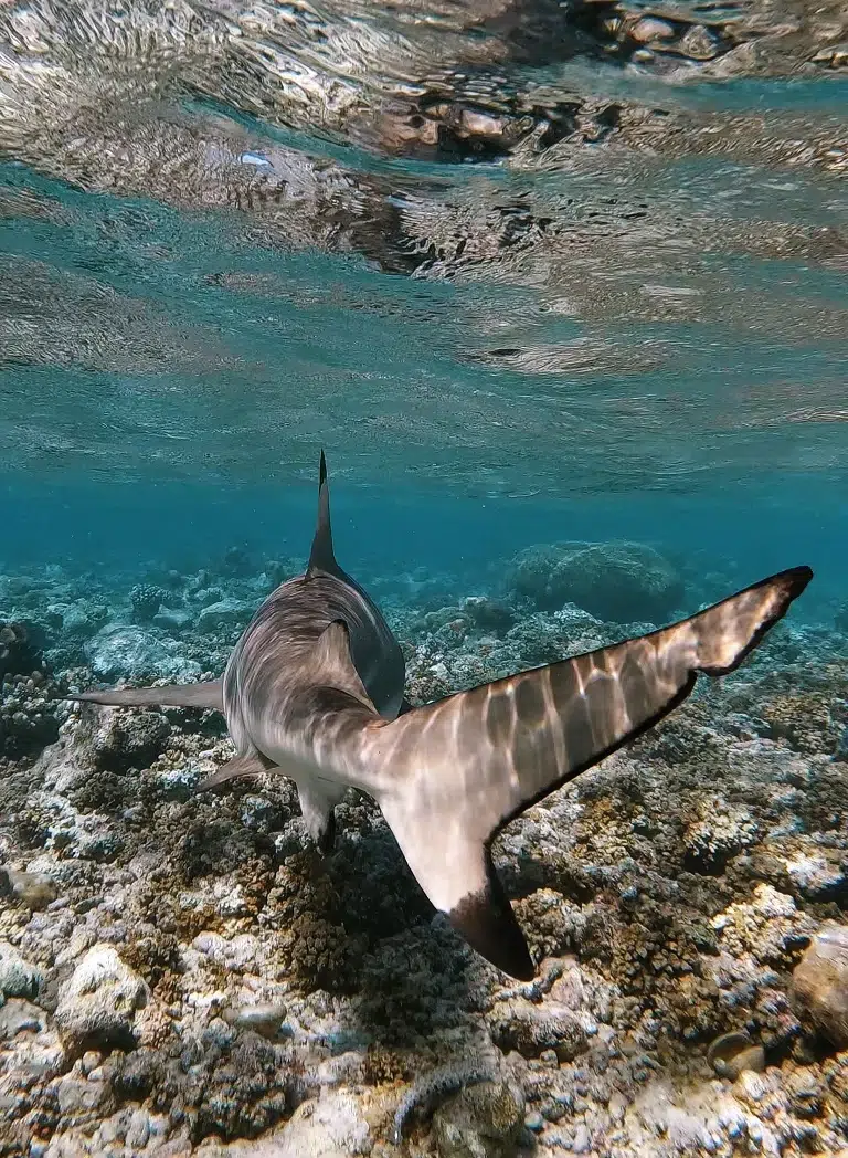 gopro-einstellungen-unterwasser-standbild-2