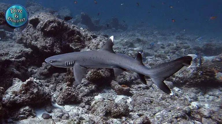 gopro-unterwasser-protune-einstellungen-bearbeitet