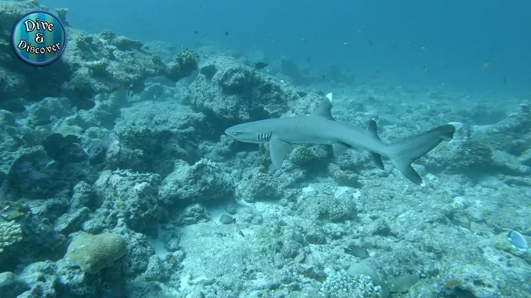 gopro-unterwasser-protune-einstellungen-unbearbeitet