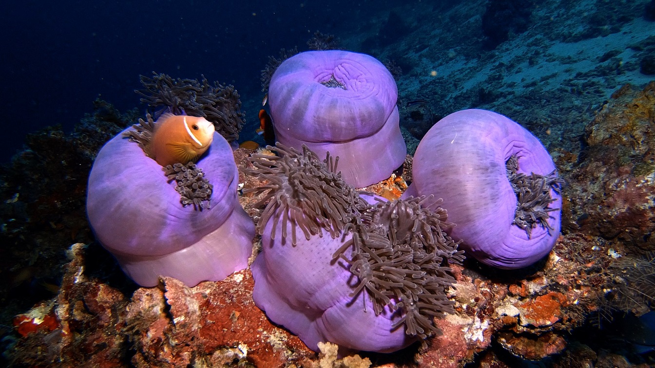 Malediven-tauchen-anemone