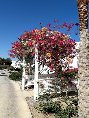 hilton-nubian-resort-garten