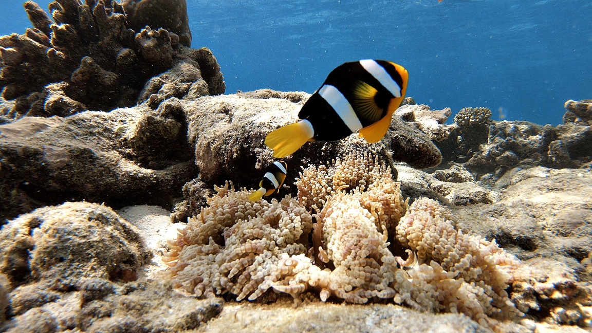 malediven-ellaidhoo-schnorcheln-hausriff-clownfisch