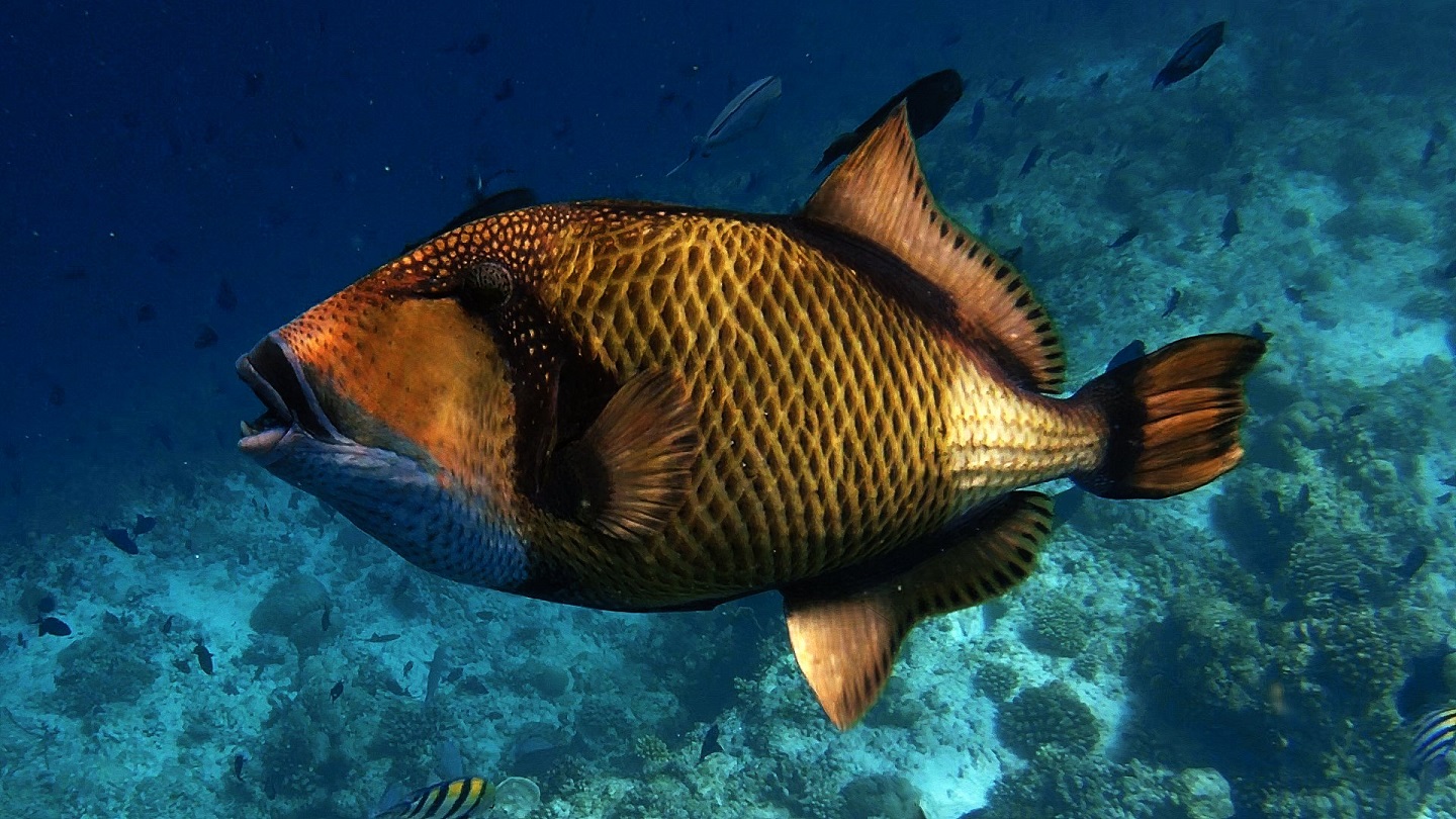malediven-schnorcheln-drückerfisch