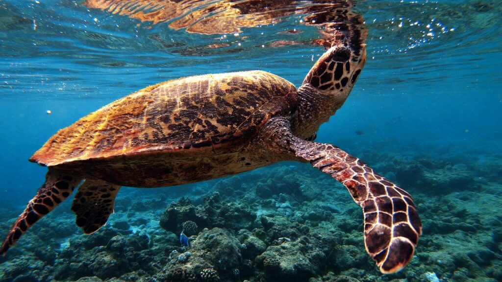 malediven-schildkröte