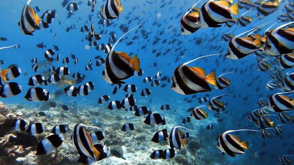 malediven-schnorcheln-ellaidhoo-hausriff-fische