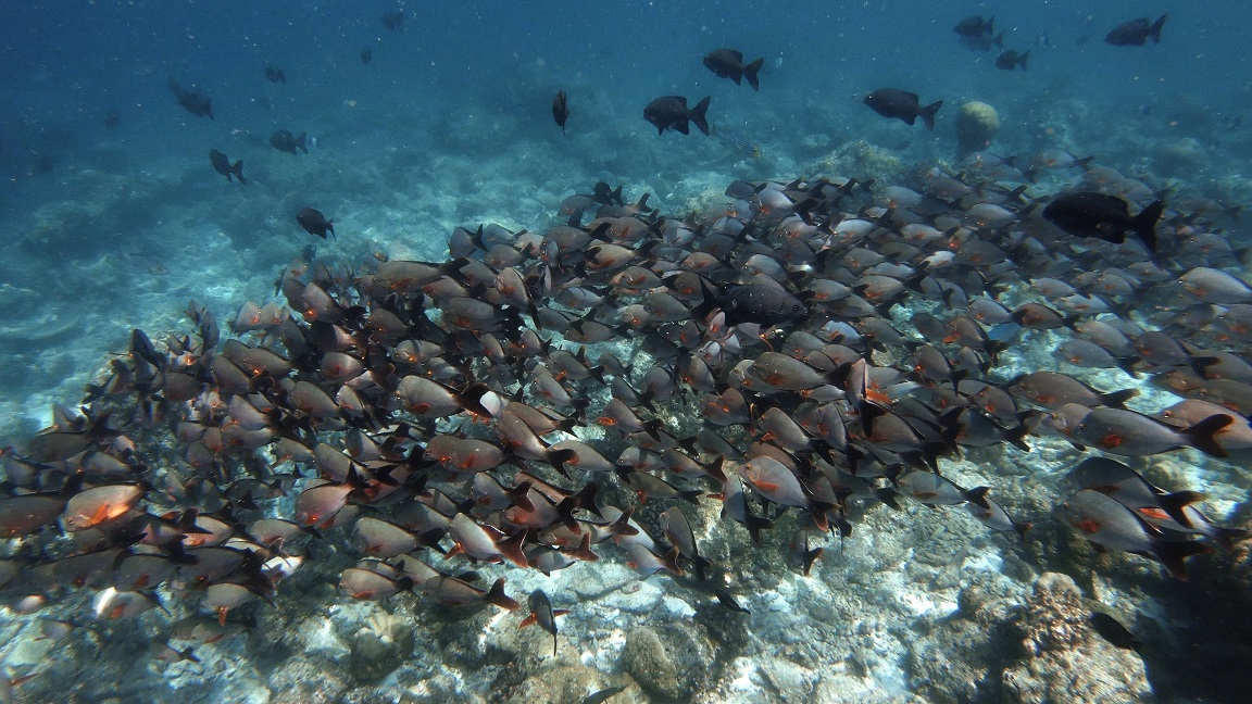 malediven-schnorcheln-ellaidhoo-schwarmfisch