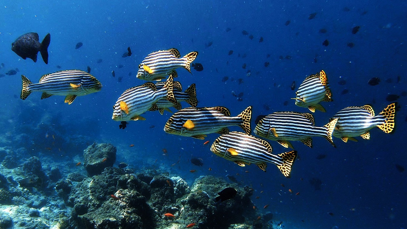 malediven-schnorcheln-ellaidhoo-hausriff-süsslippen