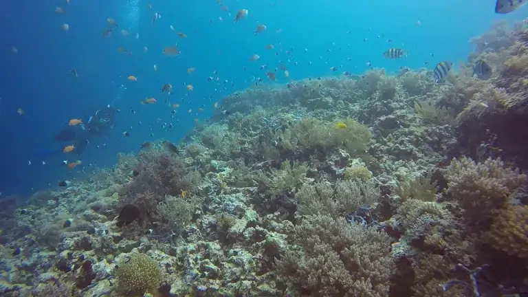 rotfilter-unterwasseraufnahmen-gopro