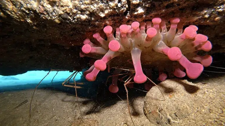 lanzarote-tauchen-anemone