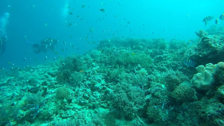ohne-rotfilter-unterwasser-gopro