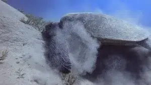 schildkröte-1