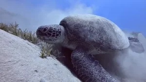 schildkröte-2
