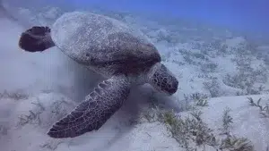 schildkröte-3