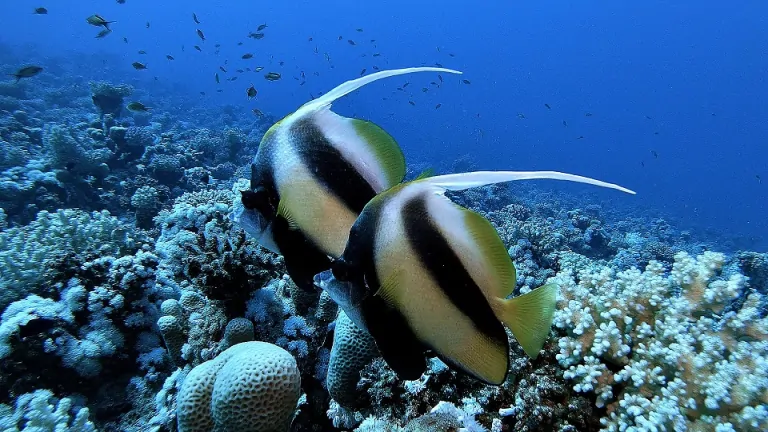 tauchen-ägypten-strahlenfisch