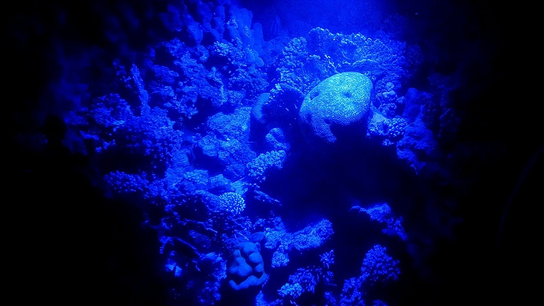 blaulicht-videoleuchte-unterwasser
