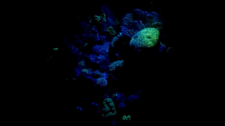 videoleuchte-blaulicht-unterwasser-mit-gelbfilter
