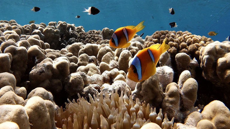 clownsfische-anemone-steg-grand-makadi