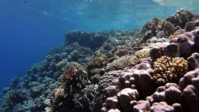 makadi bay-schnorcheln-korallenriff
