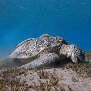 gopro-unterwasser-schildkröte
