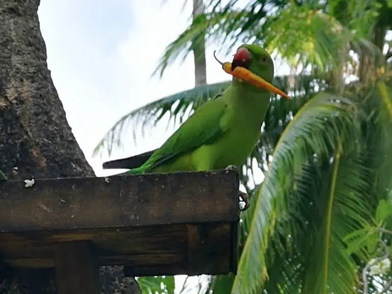 embudu-papagei