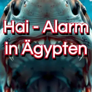 ägypten-hai-angriff-preview-1