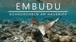 Mehr über den Artikel erfahren Das Embudu Hausriff | Tipps zum Schnorcheln