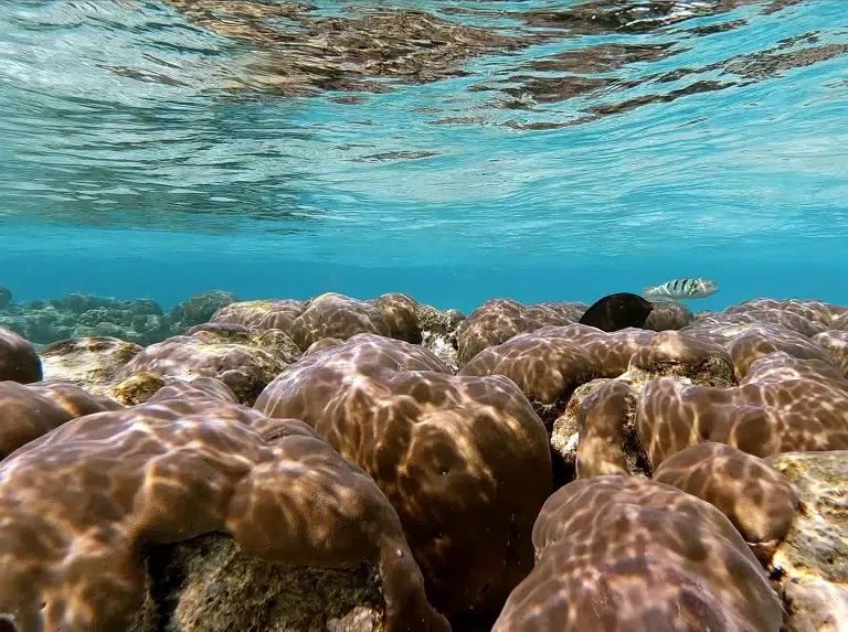 embudu-hausriff-korallen