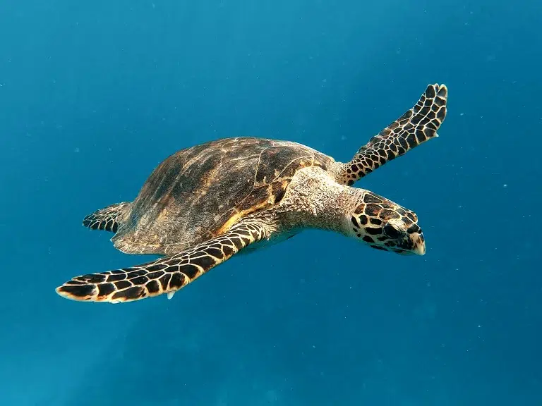 embudu-hausriff-schildkröte-schnorcheln