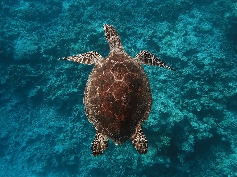 embudu-hausriff-schildkröte