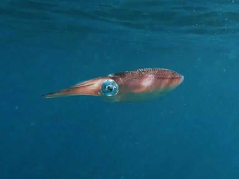 embudu-hausriff-tintenfisch