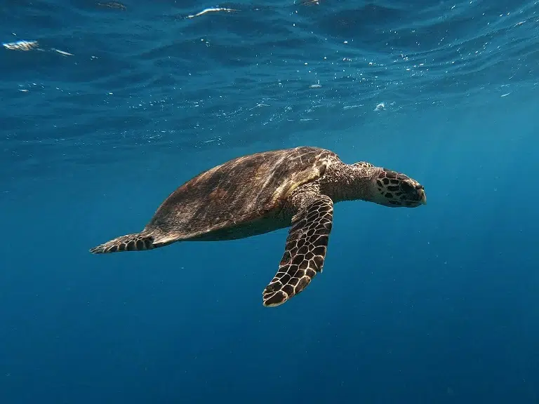 embudu-schildkröte
