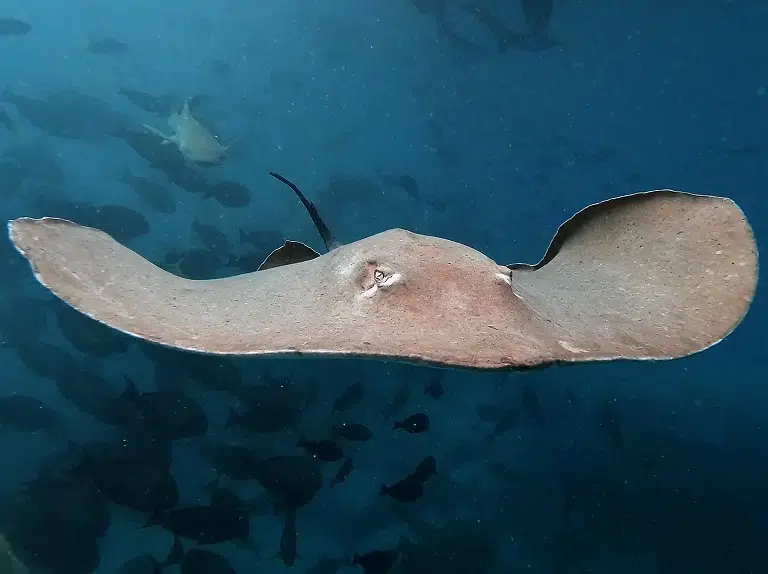 embudu-schnorchel-ausflug-stingray-city-stachelrochen-klein