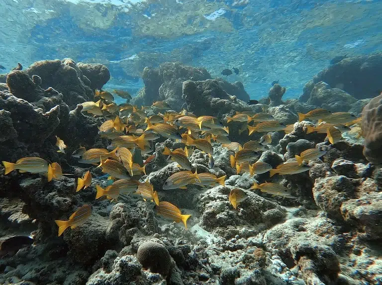 embudu-village-schnorcheln-fische