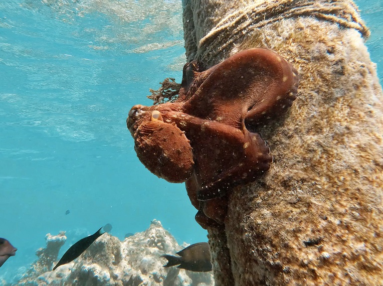 oktopus-embudu-hausriff