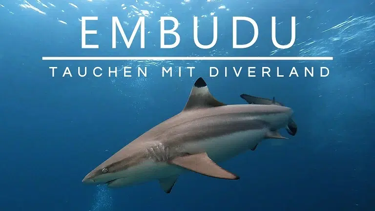 Mehr über den Artikel erfahren Embudu: Tauchen mit Diverland