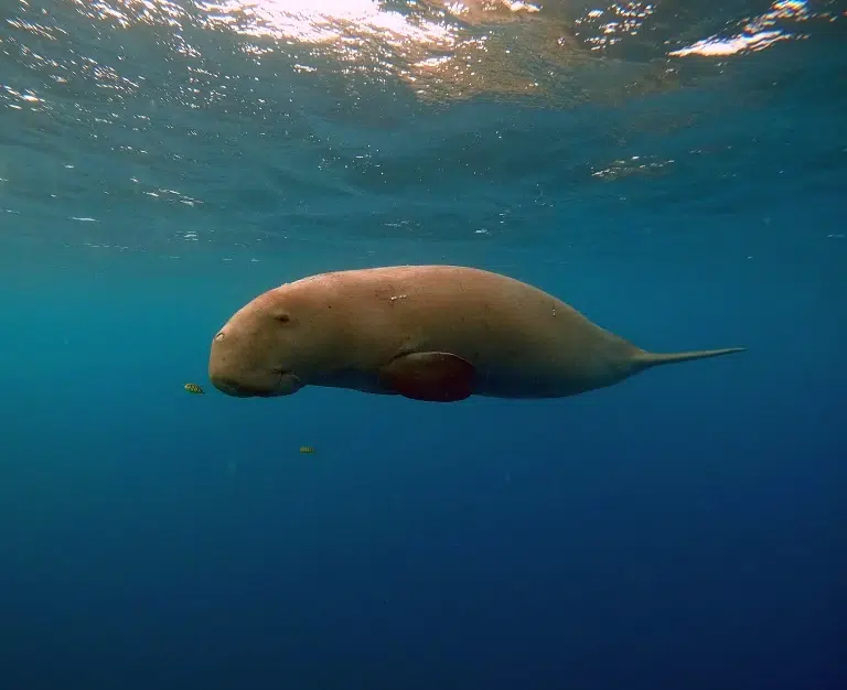 dugong-lahami-bay-schnorcheln