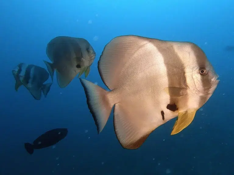 embudu-tauchen-fledermausfisch