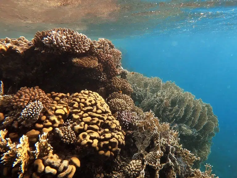 lahami-bay-hausriff-korallen