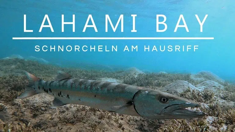 Read more about the article Lahami Bay: Schnorcheln am Hausriff