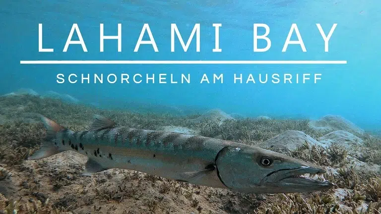 Mehr über den Artikel erfahren Lahami Bay: Schnorcheln am Hausriff