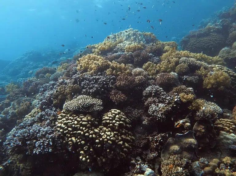 lahami-schnorcheln-hausriff-korallen-riff