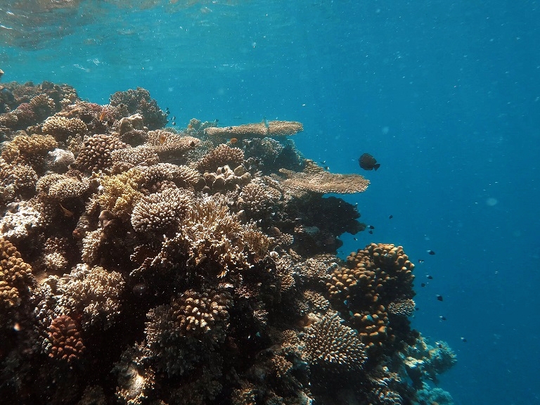 lahami-schnorcheln-korallenriff-korallen-bananenriff