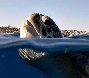 gopro-dome