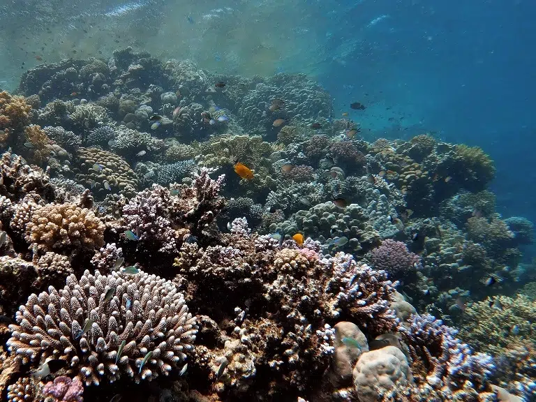 lahami-bay-tauchen-hausriff-korallen