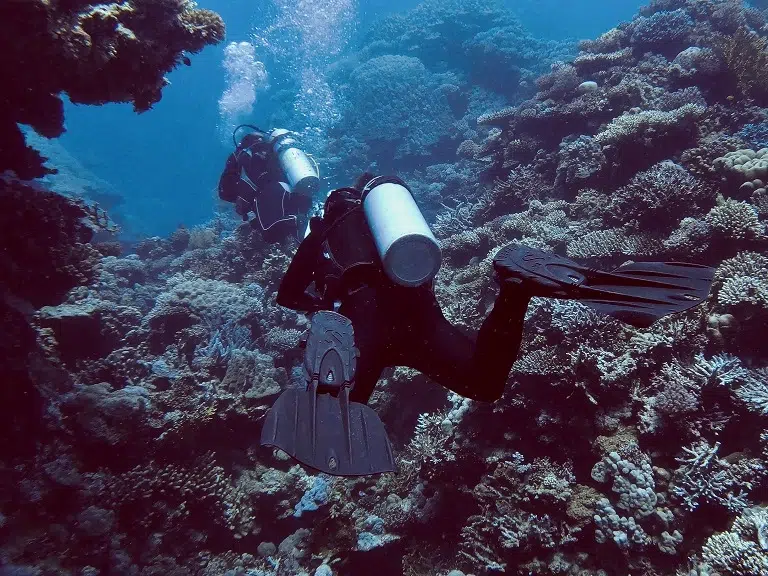 lahami-bay-tauchen-korallenriff