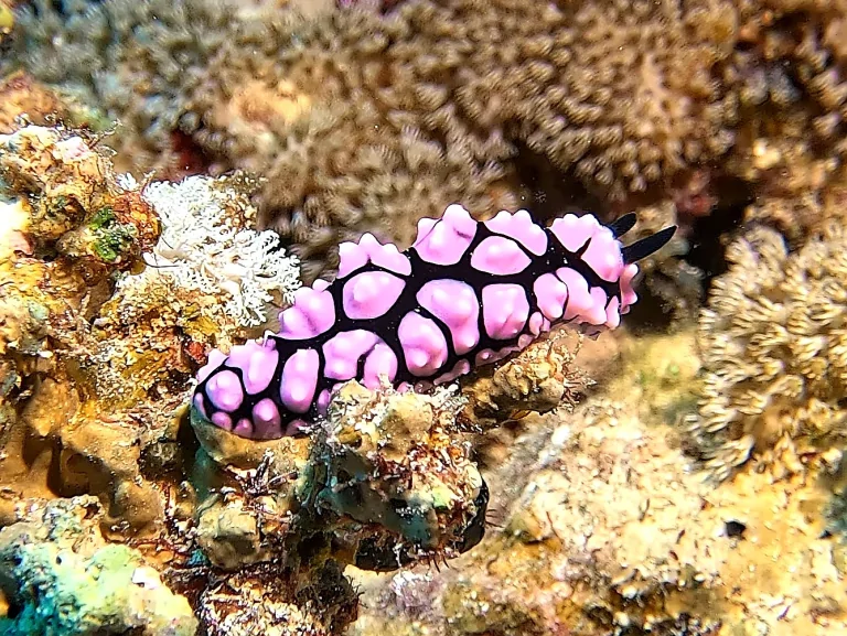 el-quseir-tauchen-nacktschnecke