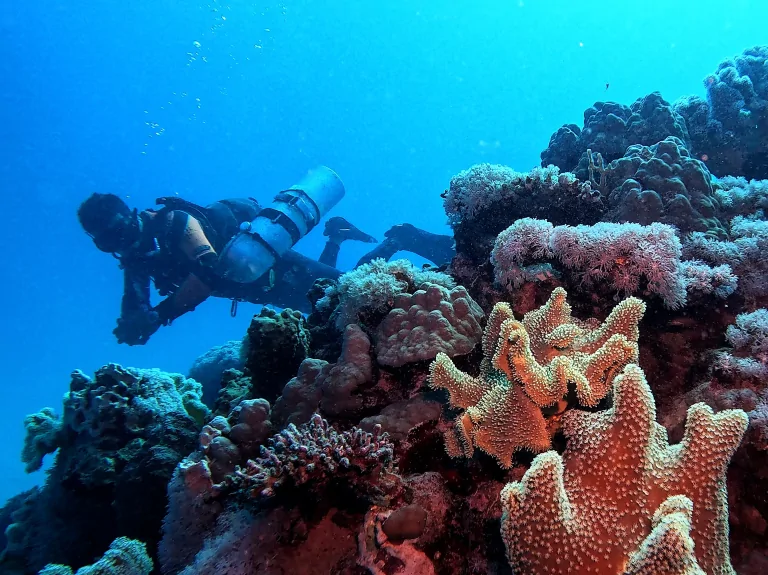 hausriff-el-quseir-extra-divers-tauchen-korallen