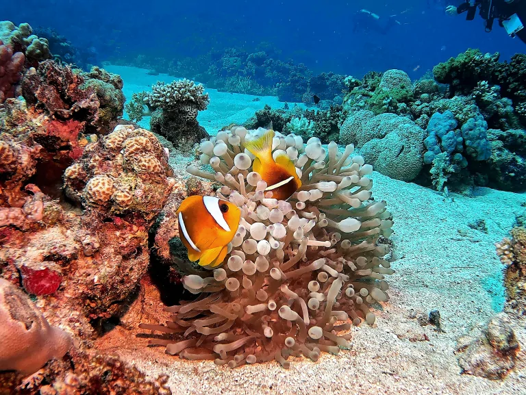 tauchen-el-quseir-clownsfische-in-anemone